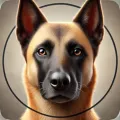 Belgian Malinois Belgian Malinois