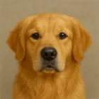 Golden Retriever Golden Retriever