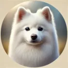 Japanese Spitz Japanese Spitz