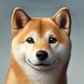 Shiba Inu Shiba Inu